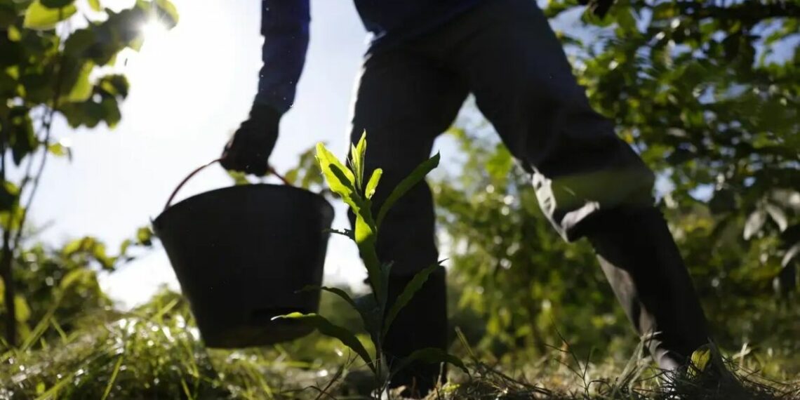 Plano Nacional de Desenvolvimento da Bioeconomia quer transformar biodiversidade em ativo econômico, com metas para indústria, serviços ambientais e uso sustentável de recursos naturais.