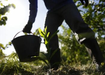 Plano Nacional de Desenvolvimento da Bioeconomia quer transformar biodiversidade em ativo econômico, com metas para indústria, serviços ambientais e uso sustentável de recursos naturais.