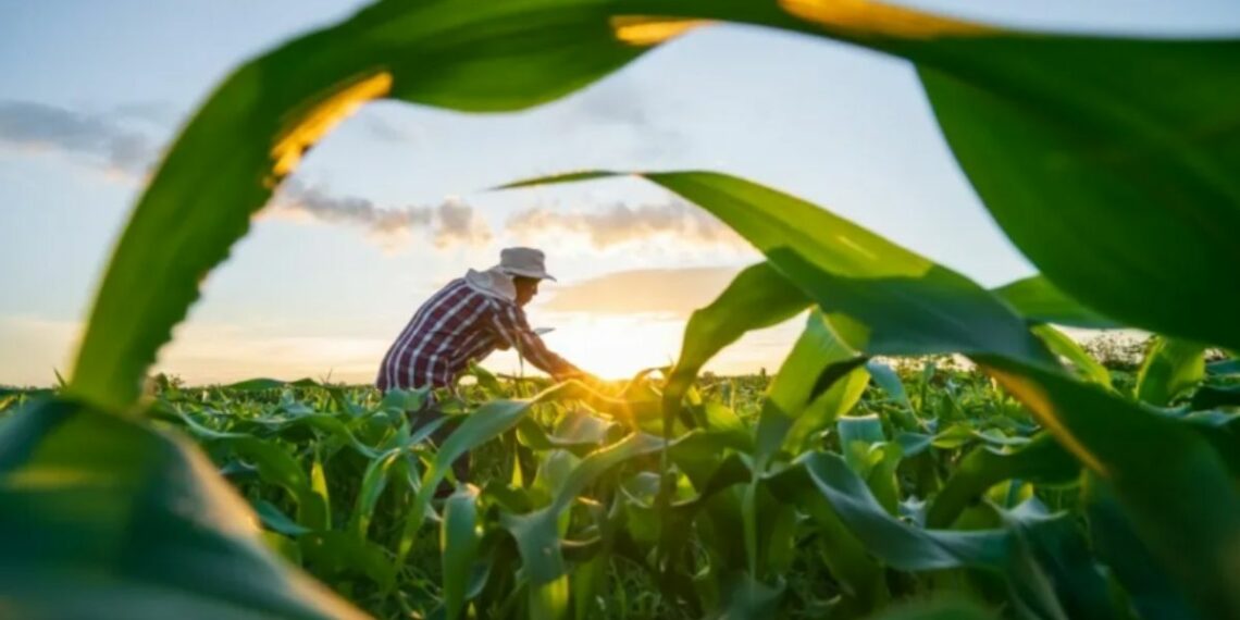 Crédito rural para agricultura familiar no Espírito Santo cresce 11% e atinge R$ 2,37 bilhões. Resultado supera média nacional e fortalece produção no campo.