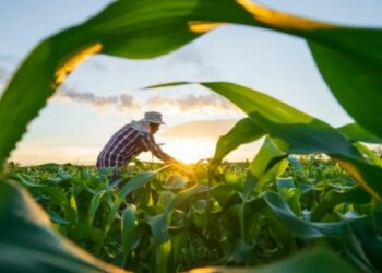 Crédito rural para agricultura familiar no Espírito Santo cresce 11% e atinge R$ 2,37 bilhões. Resultado supera média nacional e fortalece produção no campo.
