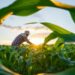 Crédito rural para agricultura familiar no Espírito Santo cresce 11% e atinge R$ 2,37 bilhões. Resultado supera média nacional e fortalece produção no campo.
