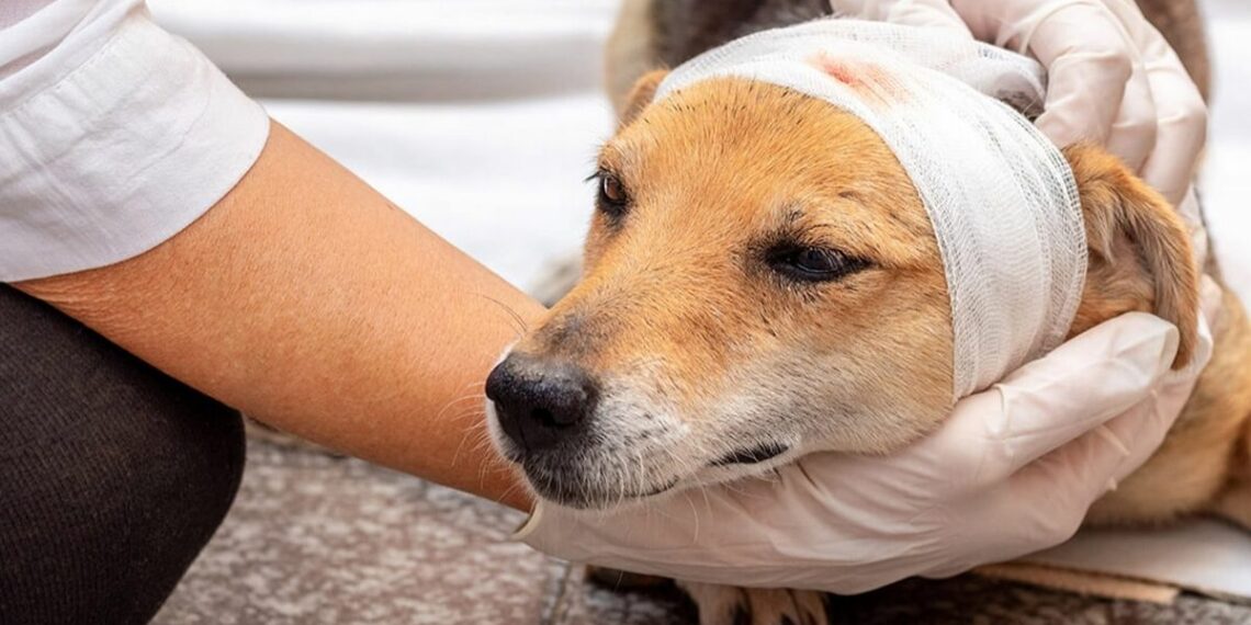 Projeto de lei quer obrigar agressores a arcar com custos de resgate e tratamento de animais vítimas de maus-tratos.
