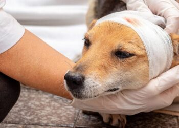 Projeto de lei quer obrigar agressores a arcar com custos de resgate e tratamento de animais vítimas de maus-tratos.