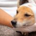 Projeto de lei quer obrigar agressores a arcar com custos de resgate e tratamento de animais vítimas de maus-tratos.