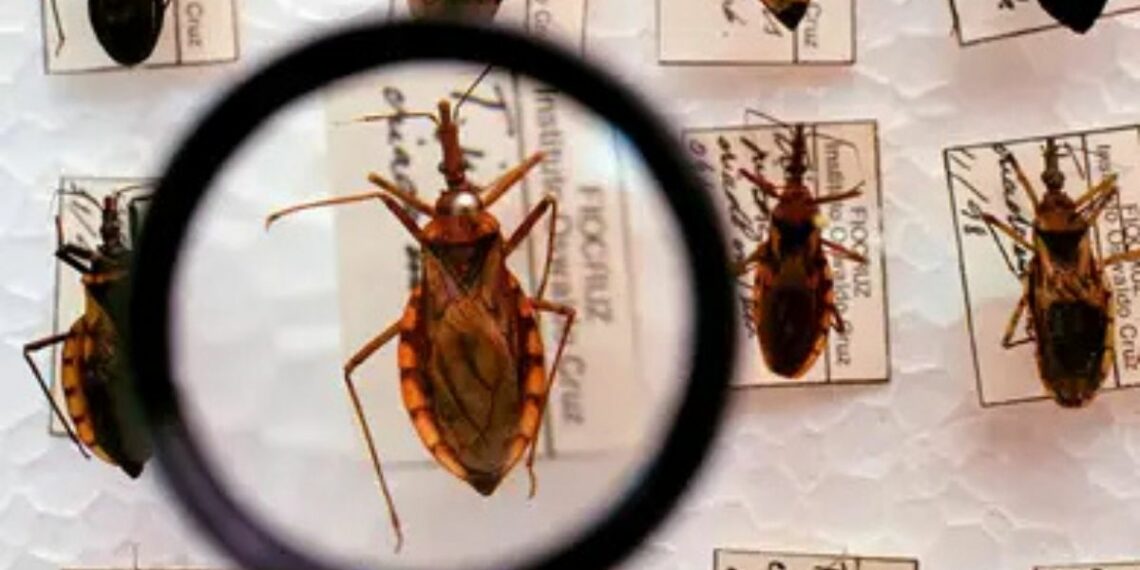 Ministério da Saúde anuncia R$ 12 milhões para fortalecer a vigilância e o controle da doença de Chagas em 17 estados brasileiros, além de investir R$ 8,6 milhões em pesquisa sobre tratamento com selênio.