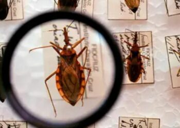 Ministério da Saúde anuncia R$ 12 milhões para fortalecer a vigilância e o controle da doença de Chagas em 17 estados brasileiros, além de investir R$ 8,6 milhões em pesquisa sobre tratamento com selênio.