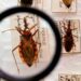 Ministério da Saúde anuncia R$ 12 milhões para fortalecer a vigilância e o controle da doença de Chagas em 17 estados brasileiros, além de investir R$ 8,6 milhões em pesquisa sobre tratamento com selênio.