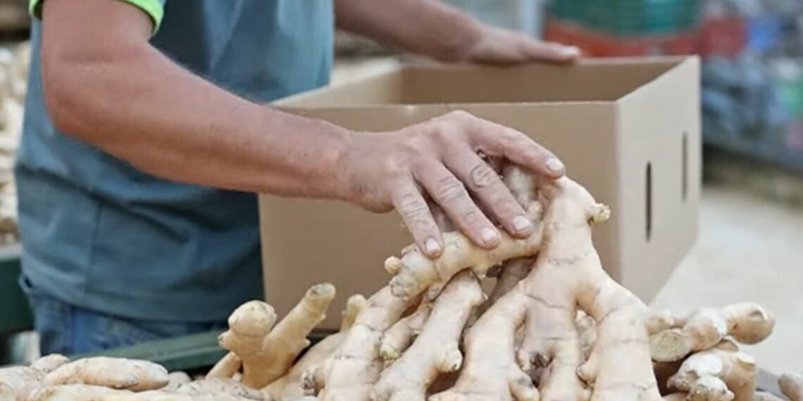 Projeto de lei propõe a criação da Rota do Gengibre na Região Serrana do Espírito Santo, incentivando o turismo rural e valorizando a produção agrícola local.
