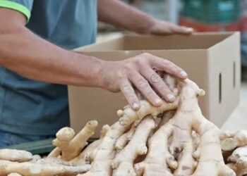 Projeto de lei propõe a criação da Rota do Gengibre na Região Serrana do Espírito Santo, incentivando o turismo rural e valorizando a produção agrícola local.