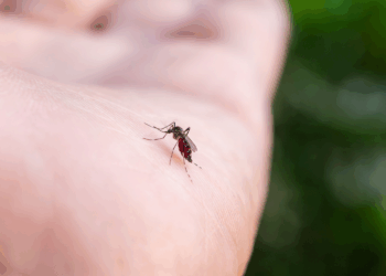 Dengue pode desencadear síndrome neurológica rara, diz Fiocruz.