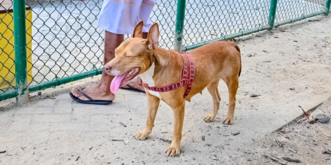 Prefeitura de Vitória lança campanha Maio Amarelo 2026 com foco na segurança no trânsito e proteção de animais domésticos. Ação orienta sobre transporte seguro de pets e guarda responsável.
