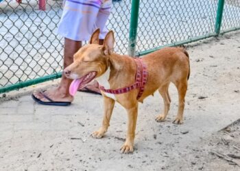 Prefeitura de Vitória lança campanha Maio Amarelo 2026 com foco na segurança no trânsito e proteção de animais domésticos. Ação orienta sobre transporte seguro de pets e guarda responsável.