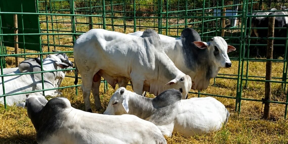 Feira de Touros Pró-Genética em Bom Jesus do Norte comercializa 19 reprodutores das raças Nelore, Guzerá e Brahman, fortalecendo a pecuária capixaba com genética melhoradora para corte e leite.