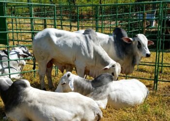 Feira de Touros Pró-Genética em Bom Jesus do Norte comercializa 19 reprodutores das raças Nelore, Guzerá e Brahman, fortalecendo a pecuária capixaba com genética melhoradora para corte e leite.