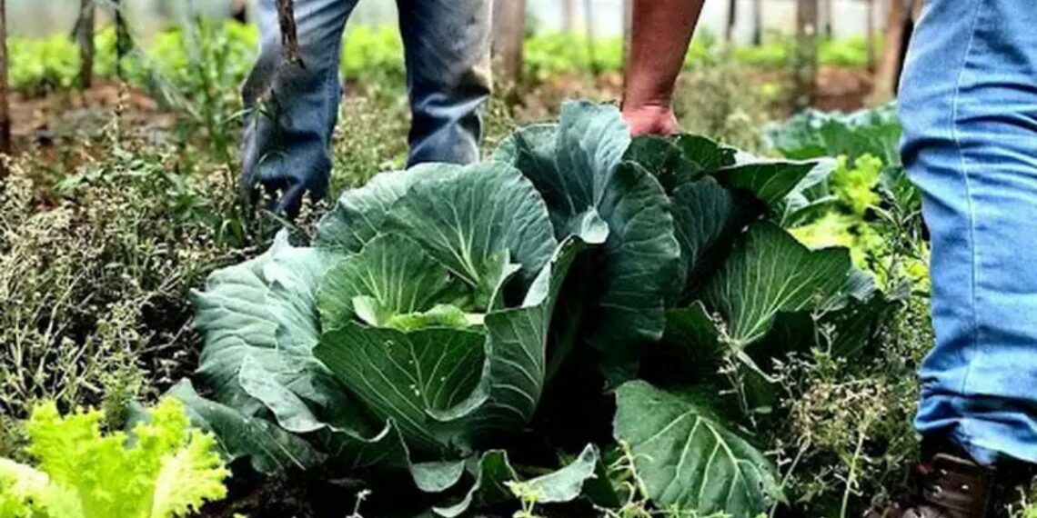 Governo federal abre formulário para municípios aderirem ao Programa de Aquisição de Alimentos em 2026 e fortalecerem a segurança alimentar.