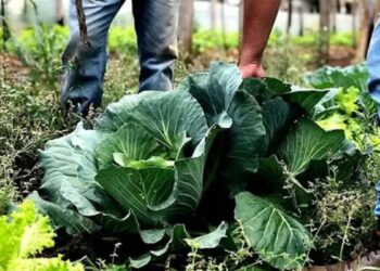 Governo federal abre formulário para municípios aderirem ao Programa de Aquisição de Alimentos em 2026 e fortalecerem a segurança alimentar.