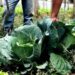 Governo federal abre formulário para municípios aderirem ao Programa de Aquisição de Alimentos em 2026 e fortalecerem a segurança alimentar.