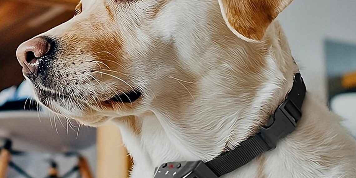 Projeto de lei em tramitação na Assembleia Legislativa do Espírito Santo quer proibir o uso de coleiras eletrônicas e equipamentos ultrassônicos em animais. Multas podem chegar a R$ 2,5 mil.