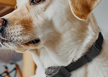 Projeto de lei em tramitação na Assembleia Legislativa do Espírito Santo quer proibir o uso de coleiras eletrônicas e equipamentos ultrassônicos em animais. Multas podem chegar a R$ 2,5 mil.