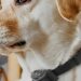 Projeto de lei em tramitação na Assembleia Legislativa do Espírito Santo quer proibir o uso de coleiras eletrônicas e equipamentos ultrassônicos em animais. Multas podem chegar a R$ 2,5 mil.