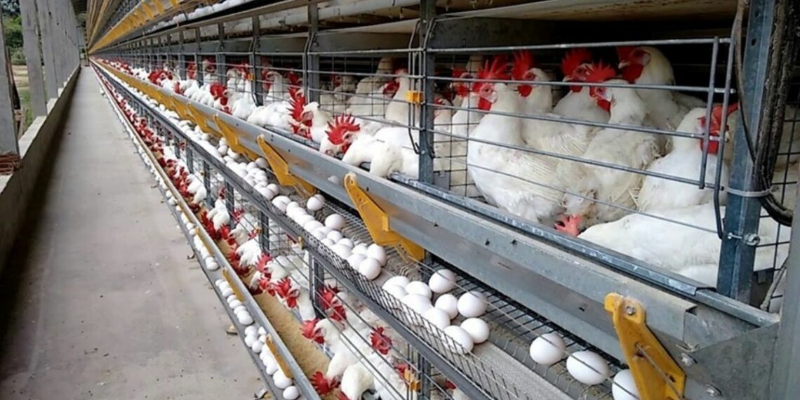 Espírito Santo produziu cerca de 4,57 bilhões de ovos em 2024, com destaque para Santa Maria de Jetibá, responsável por mais de 91% da produção estadual.