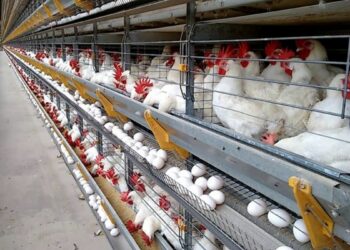 Espírito Santo produziu cerca de 4,57 bilhões de ovos em 2024, com destaque para Santa Maria de Jetibá, responsável por mais de 91% da produção estadual.