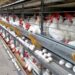 Espírito Santo produziu cerca de 4,57 bilhões de ovos em 2024, com destaque para Santa Maria de Jetibá, responsável por mais de 91% da produção estadual.