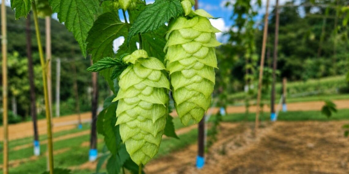 Incaper desenvolve pesquisa inédita sobre cultivo de lúpulo em Domingos Martins para fortalecer cervejarias artesanais, agricultura familiar e agroturismo no Espírito Santo.