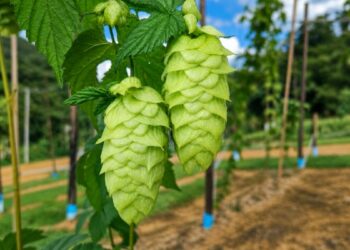 Incaper desenvolve pesquisa inédita sobre cultivo de lúpulo em Domingos Martins para fortalecer cervejarias artesanais, agricultura familiar e agroturismo no Espírito Santo.