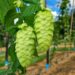 Incaper desenvolve pesquisa inédita sobre cultivo de lúpulo em Domingos Martins para fortalecer cervejarias artesanais, agricultura familiar e agroturismo no Espírito Santo.