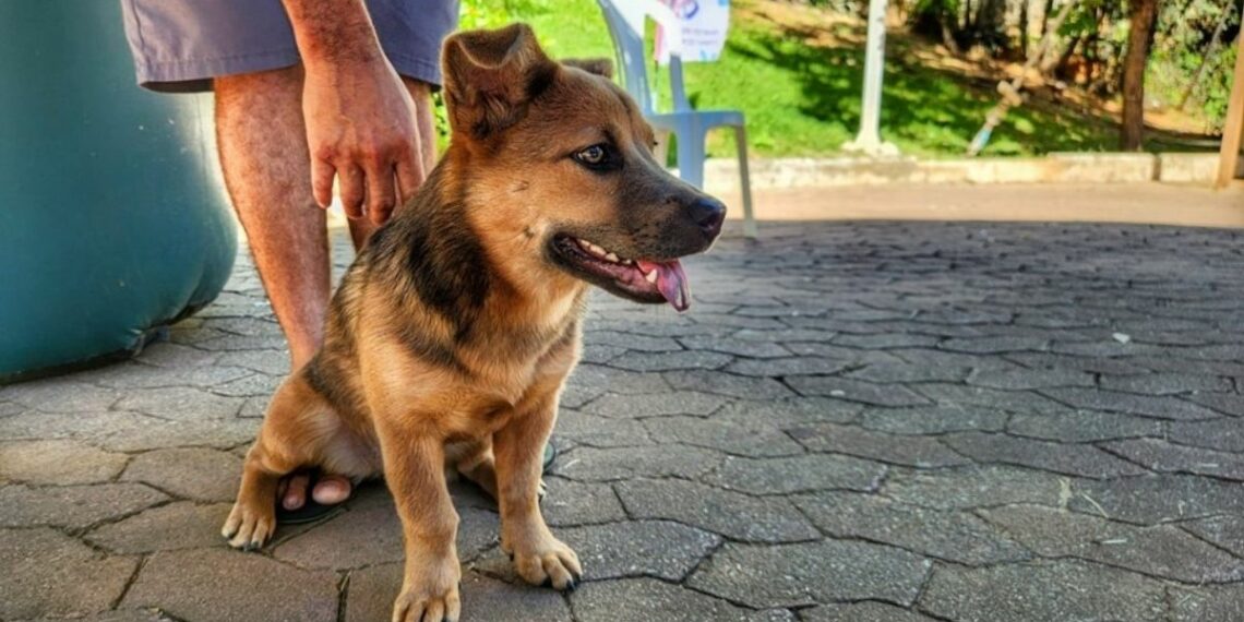 Santa Teresa promove vacinação gratuita de cães com segunda dose da vacina V8 no dia 30 de maio por meio do programa Pet Vida.