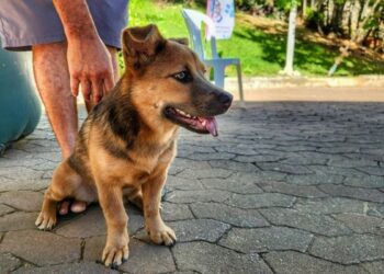 Santa Teresa promove vacinação gratuita de cães com segunda dose da vacina V8 no dia 30 de maio por meio do programa Pet Vida.
