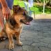 Santa Teresa promove vacinação gratuita de cães com segunda dose da vacina V8 no dia 30 de maio por meio do programa Pet Vida.