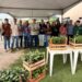 Projeto Arranjos Produtivos entrega 46 mil mudas de café conilon para agricultores familiares de Alfredo Chaves e fortalece produção sustentável no campo.