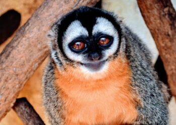 Assembleia Legislativa do Espírito Santo recebe, na próxima quarta-feira (6), debates sobre proteção animal, literatura no sistema prisional, direitos de entregadores por aplicativo e atuação do Sindicato dos Engenheiros.