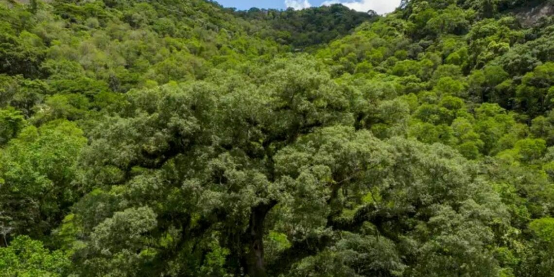 Desmatamento na Mata Atlântica caiu 28% em 2025, segundo a SOS Mata Atlântica. Bioma registra menor índice da série histórica, mas ambientalistas alertam para riscos no Legislativo.