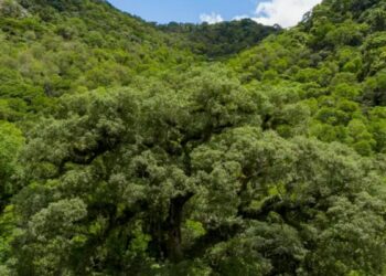 Desmatamento na Mata Atlântica caiu 28% em 2025, segundo a SOS Mata Atlântica. Bioma registra menor índice da série histórica, mas ambientalistas alertam para riscos no Legislativo.
