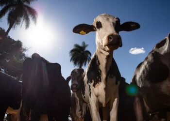 União Europeia oficializa a suspensão das importações de carnes, peixes, tripas e mel do Brasil a partir de setembro. Decisão envolve exigências sanitárias sobre o uso de antimicrobianos na produção animal.