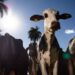 União Europeia oficializa a suspensão das importações de carnes, peixes, tripas e mel do Brasil a partir de setembro. Decisão envolve exigências sanitárias sobre o uso de antimicrobianos na produção animal.