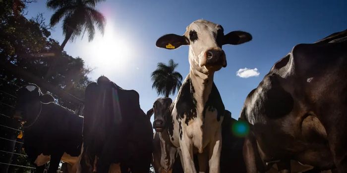 União Europeia oficializa a suspensão das importações de carnes, peixes, tripas e mel do Brasil a partir de setembro. Decisão envolve exigências sanitárias sobre o uso de antimicrobianos na produção animal.
