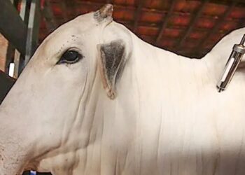 China reconhece oficialmente todo o território brasileiro como área livre de febre aftosa. Medida amplia exportações de carne bovina e suína e fortalece o agronegócio nacional.