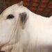 China reconhece oficialmente todo o território brasileiro como área livre de febre aftosa. Medida amplia exportações de carne bovina e suína e fortalece o agronegócio nacional.