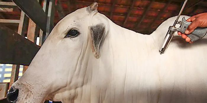 China reconhece oficialmente todo o território brasileiro como área livre de febre aftosa. Medida amplia exportações de carne bovina e suína e fortalece o agronegócio nacional.