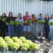 Projeto do Incaper em escola de Vitória utiliza cultivo vertical, irrigação inteligente e sistema semi-hidropônico para testar tecnologias de agricultura urbana sustentável.