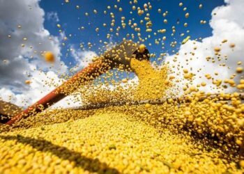 Conab prevê produção recorde de 358,6 milhões de toneladas de grãos na safra 2025/26. Soja e milho lideram o crescimento, enquanto arroz, feijão e trigo registram queda.