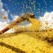 Conab prevê produção recorde de 358,6 milhões de toneladas de grãos na safra 2025/26. Soja e milho lideram o crescimento, enquanto arroz, feijão e trigo registram queda.