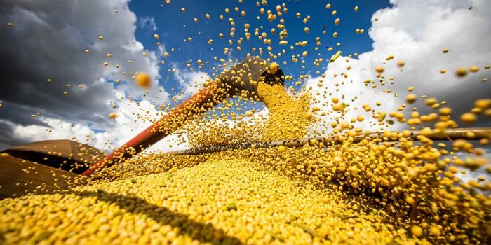 Conab prevê produção recorde de 358,6 milhões de toneladas de grãos na safra 2025/26. Soja e milho lideram o crescimento, enquanto arroz, feijão e trigo registram queda.