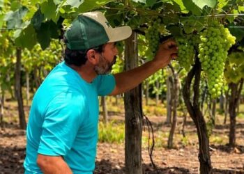 Jaguaré realiza o 1º Festival da Colheita da Uva com atrações culturais, minicursos, feira da agricultura familiar e colheita no campo. Evento destaca resultados do projeto Arranjos Produtivos da Ales.