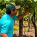 Jaguaré realiza o 1º Festival da Colheita da Uva com atrações culturais, minicursos, feira da agricultura familiar e colheita no campo. Evento destaca resultados do projeto Arranjos Produtivos da Ales.