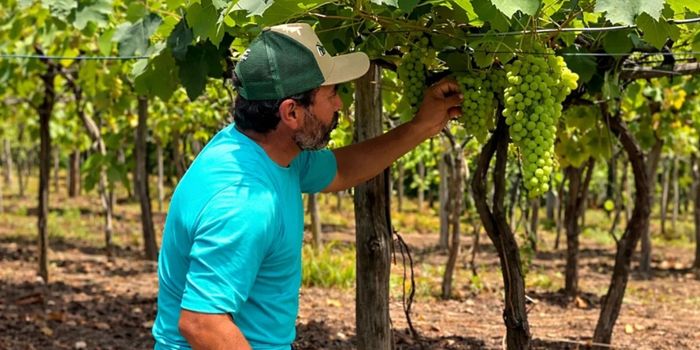 Jaguaré realiza o 1º Festival da Colheita da Uva com atrações culturais, minicursos, feira da agricultura familiar e colheita no campo. Evento destaca resultados do projeto Arranjos Produtivos da Ales.